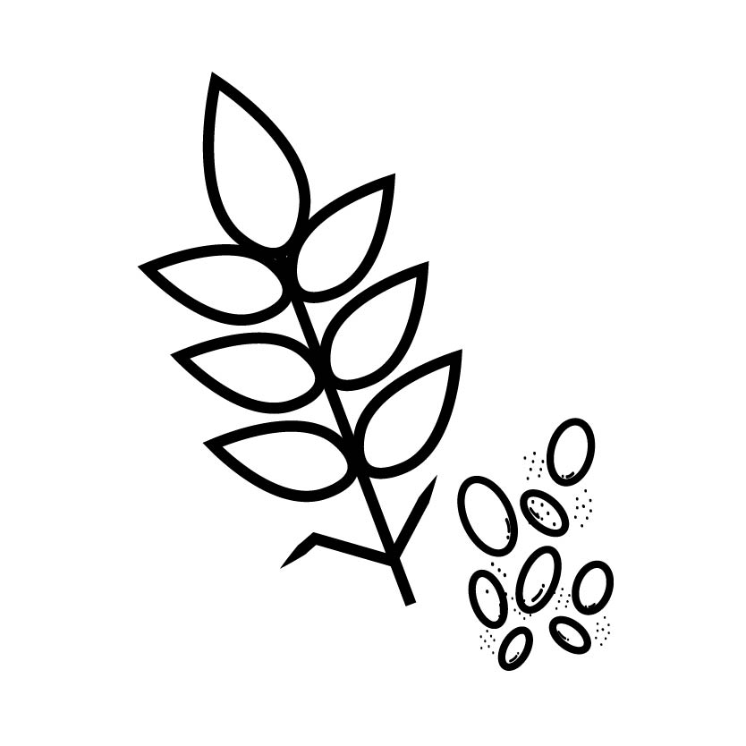 Gạo