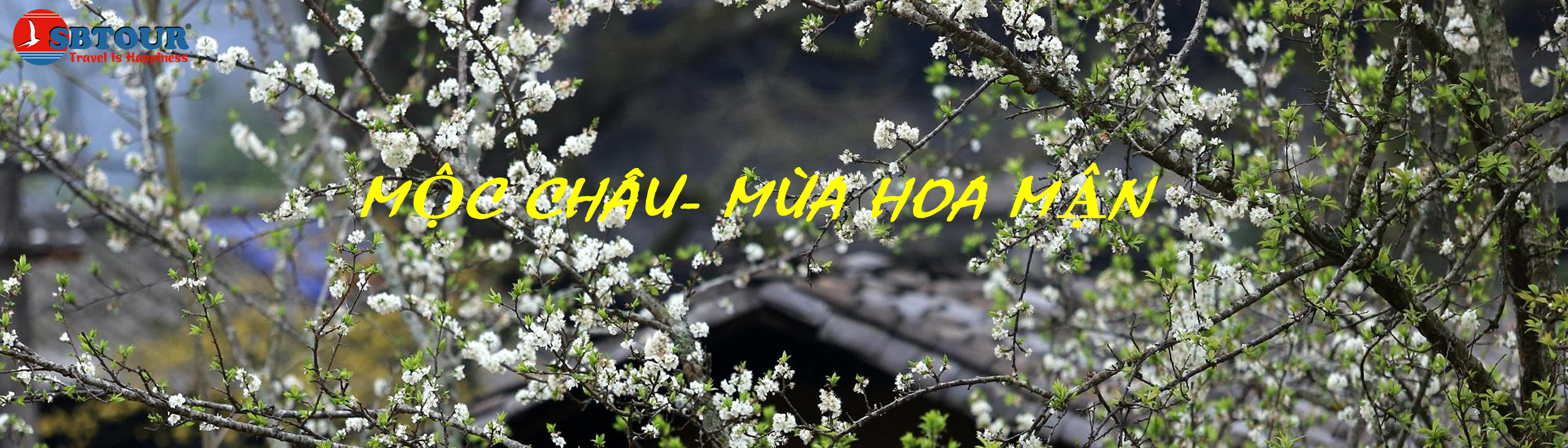 THAM QUAN ĐỒI CHÈ MỘC CHÂU - SƠN LA