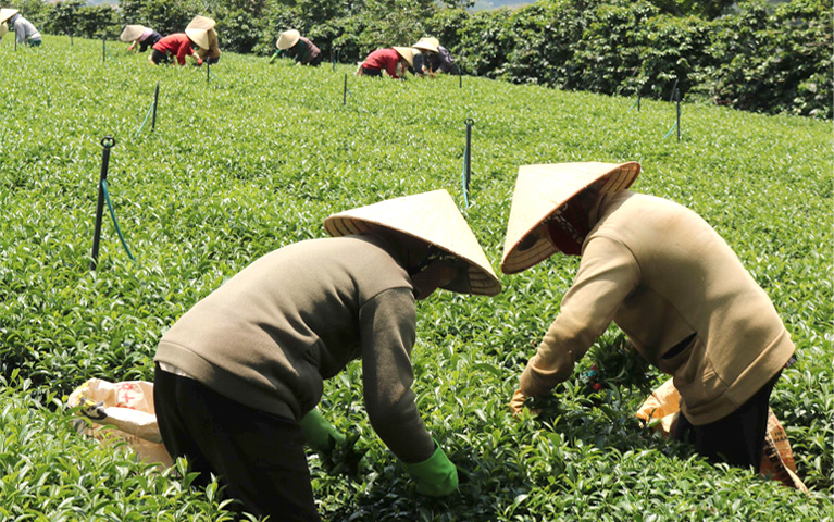 Thu hái thủ công