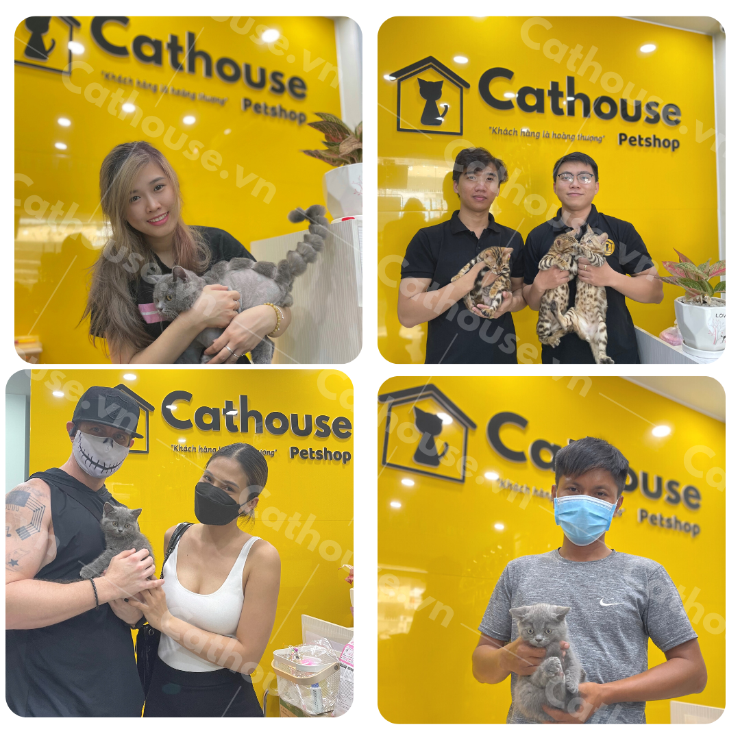 Cathouse Cathouse cathouse-cathouse
