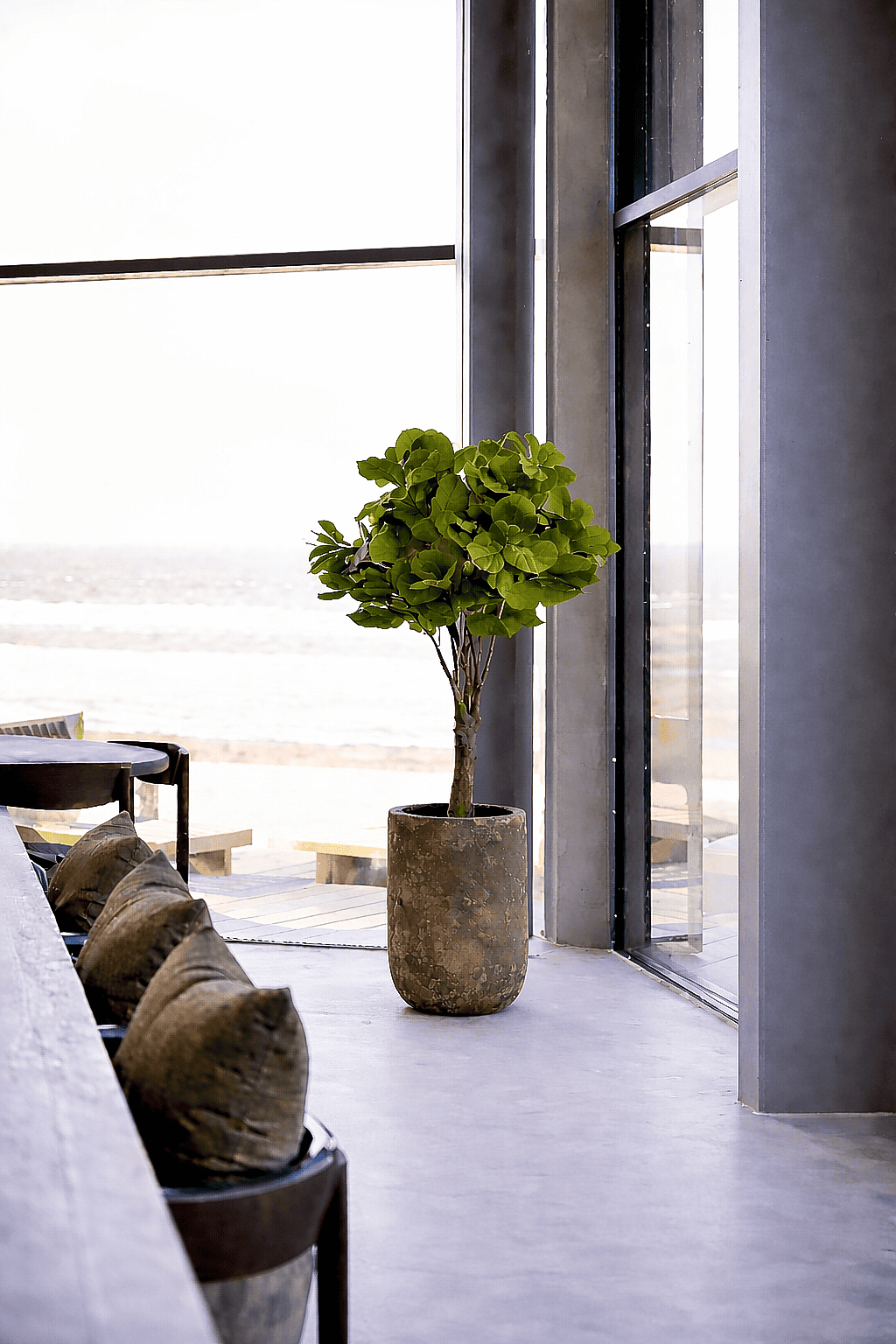 Indoor tree in a rustic ceramic planter placed beside large glass windows in a modern house living area