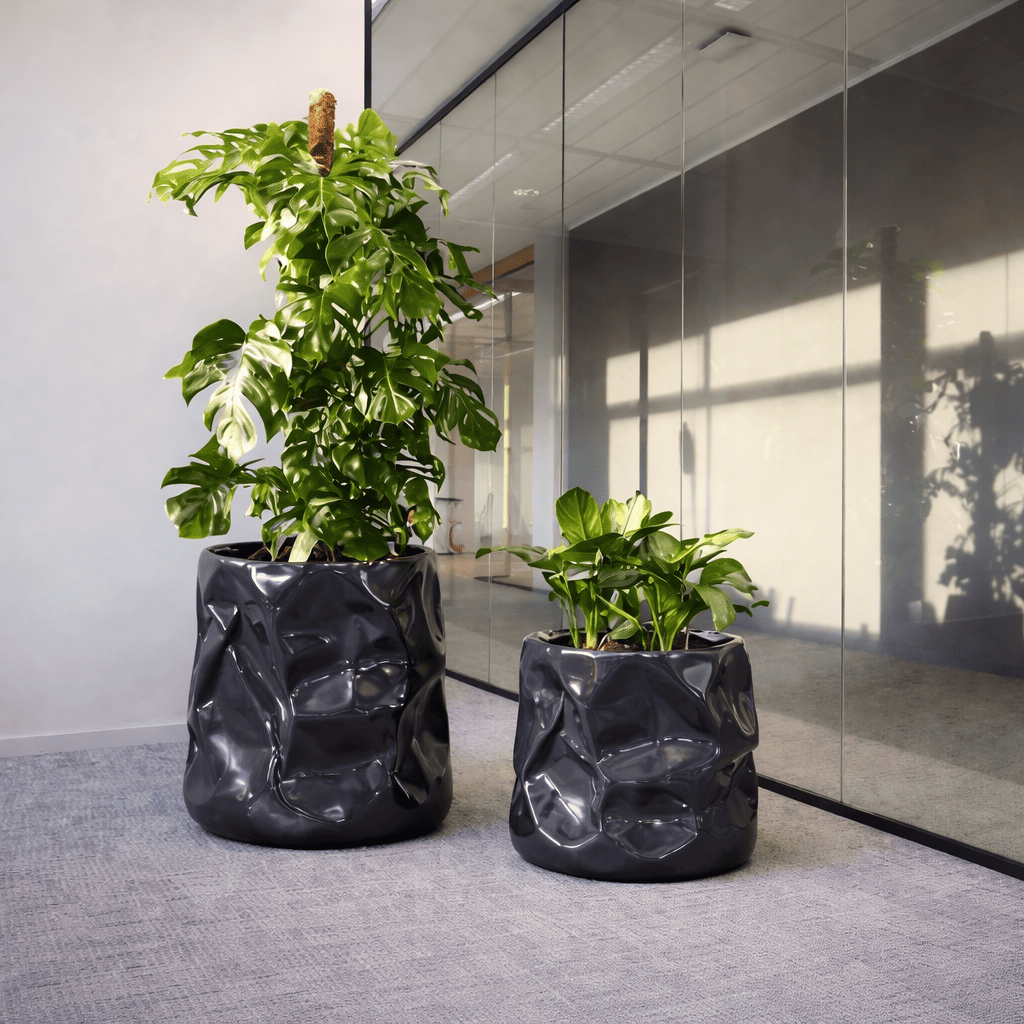 Glossy black modern planters with monstera plants placed along a glass wall in a contemporary office corridor