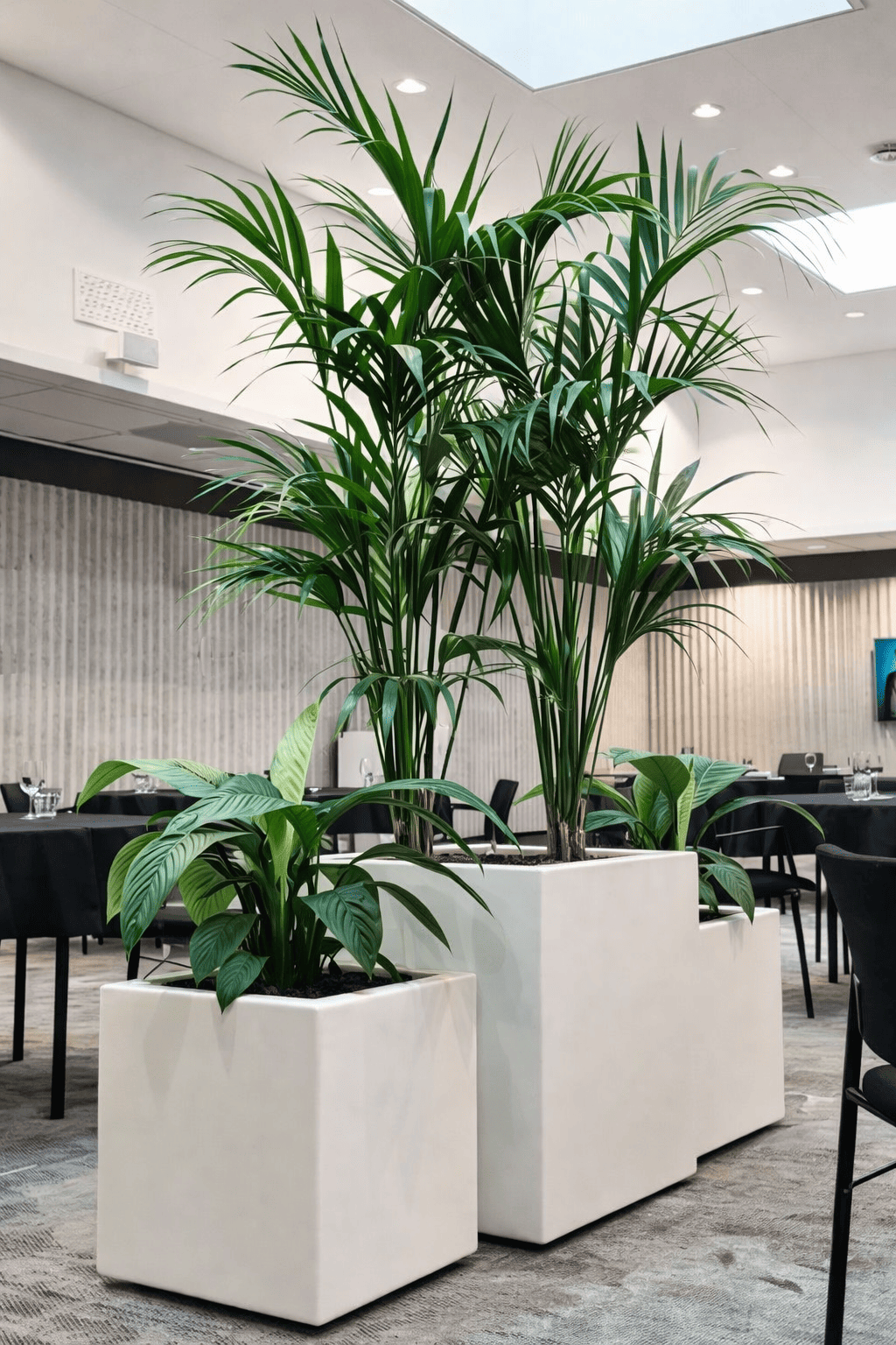 Large white square planters with tropical plants arranged in a contemporary office restaurant style interior