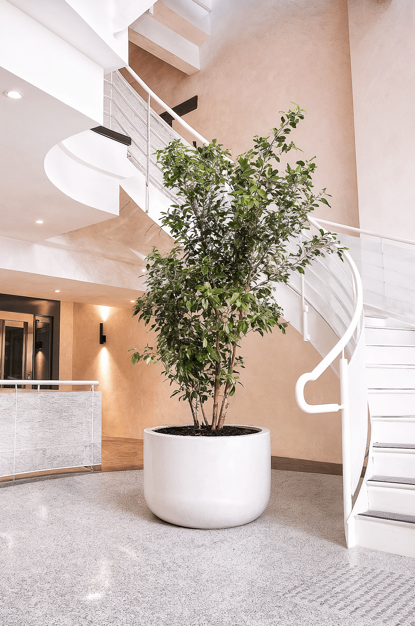 Large indoor tree in a minimalist white planter placed beside a curved staircase in a contemporary house