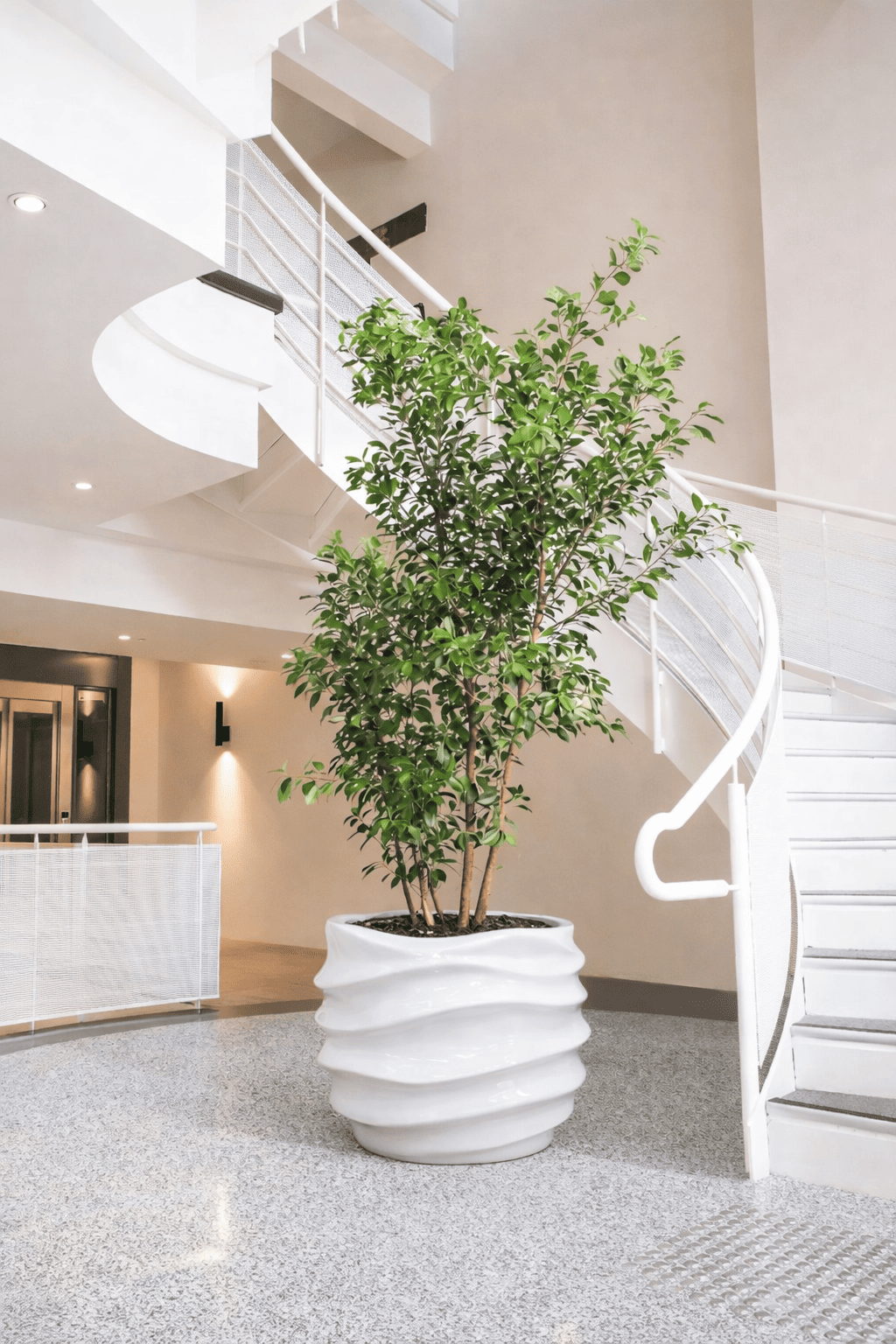 Tall indoor tree in a sculptural white planter positioned under a spiral staircase in a modern house interior
