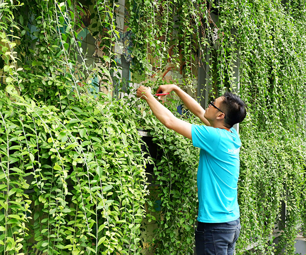 Oxi House - Bảo dưỡng cây xanh cảnh quan