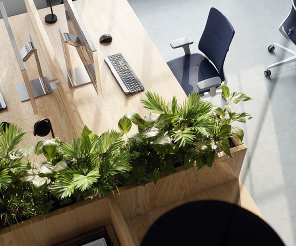 Oxi House - Cho thuê cây xanh văn phòng
