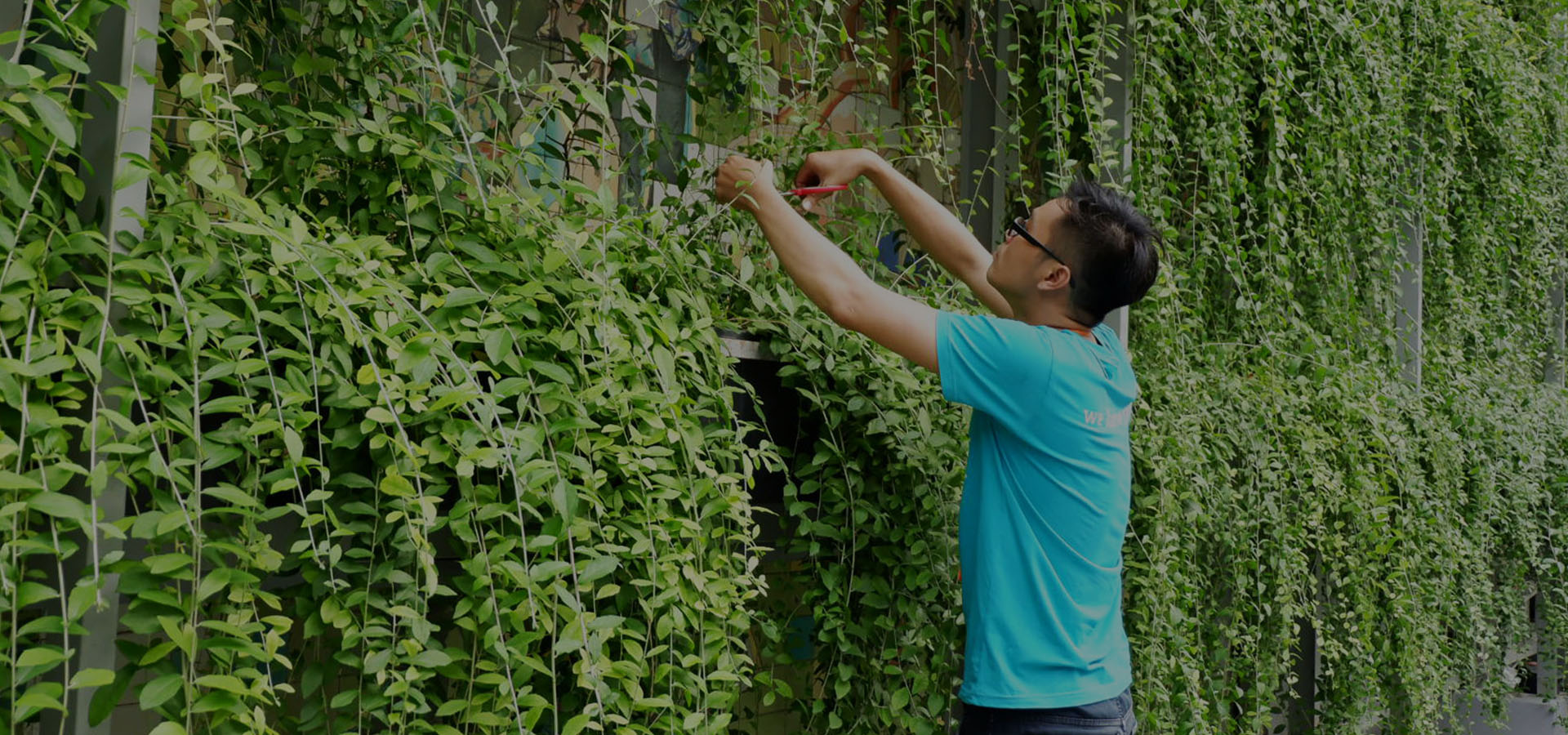 BẢO DƯỠNG CÂY XANH CẢNH QUAN