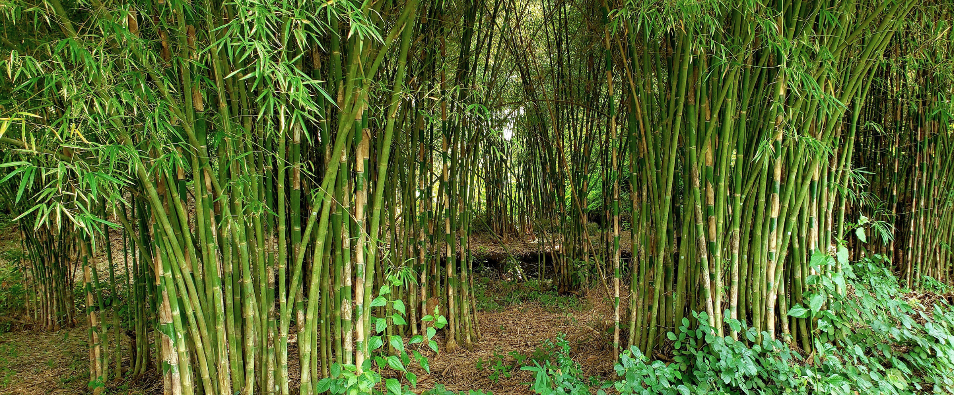 Cây tre tầm vông, loài tre diệu kỳ của Việt Nam!