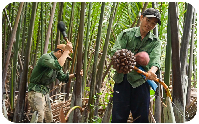 CHĂM SÓC CUỐNG DỪA
