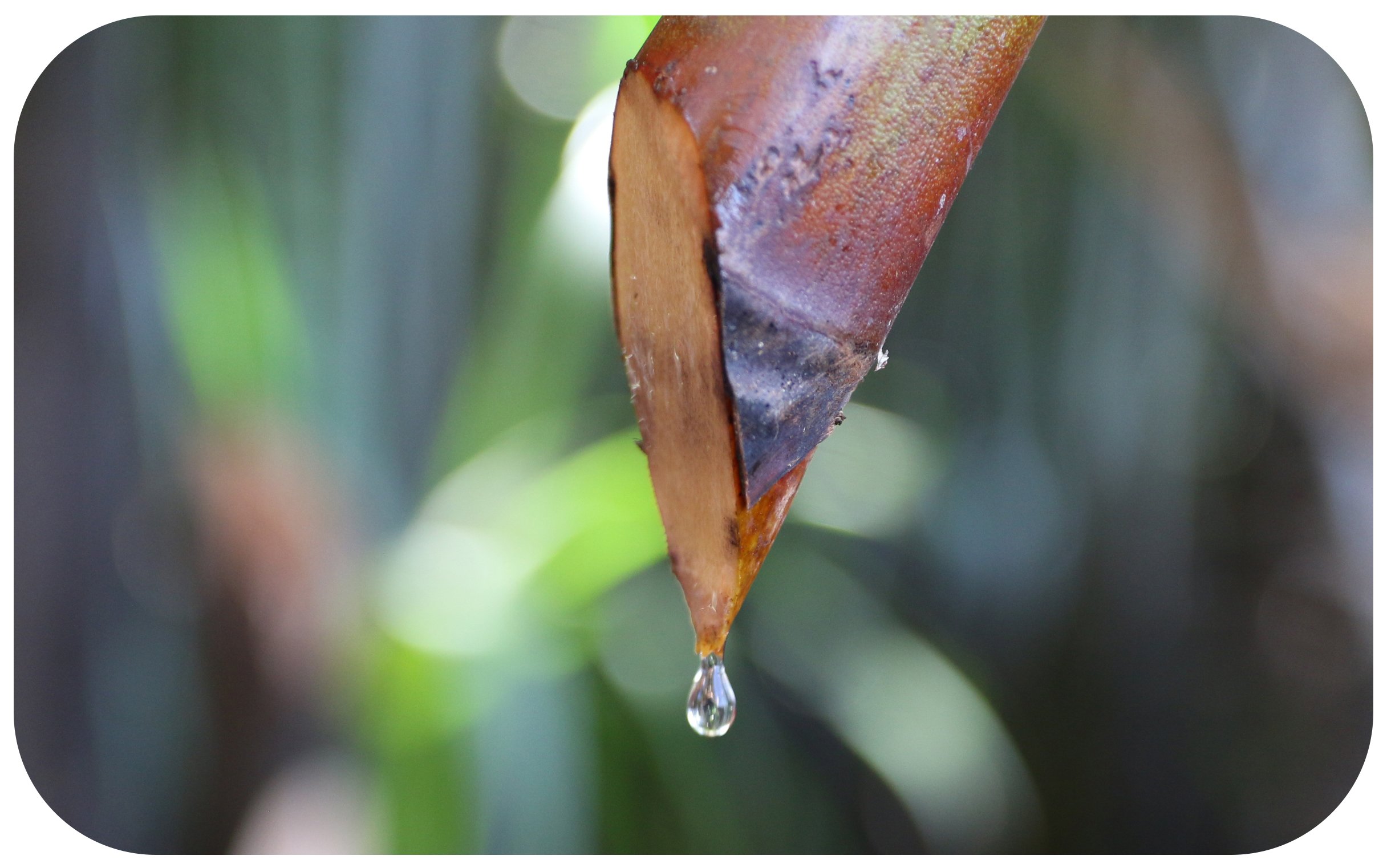 THU HOẠCH MẬT DỪA NƯỚC