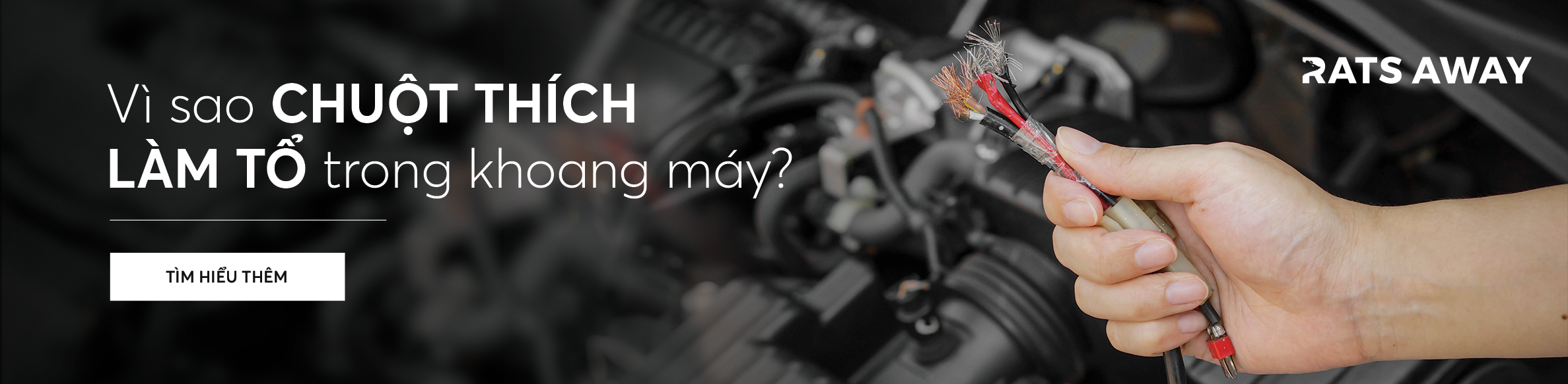 Lý do chuột thích làm tổ trong khoang máy ô tô
