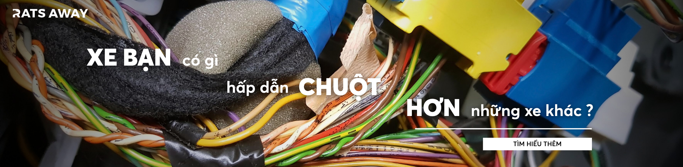 Xe bạn có gì đặc biệt mà hấp dẫn chuột hơn những xe khác?