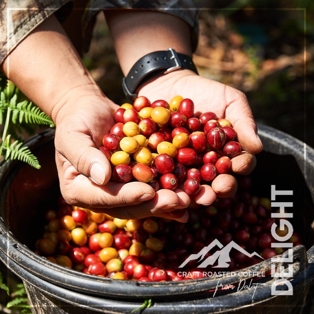 FROM BEAN TO CUP, CRAFTED WITH CARE