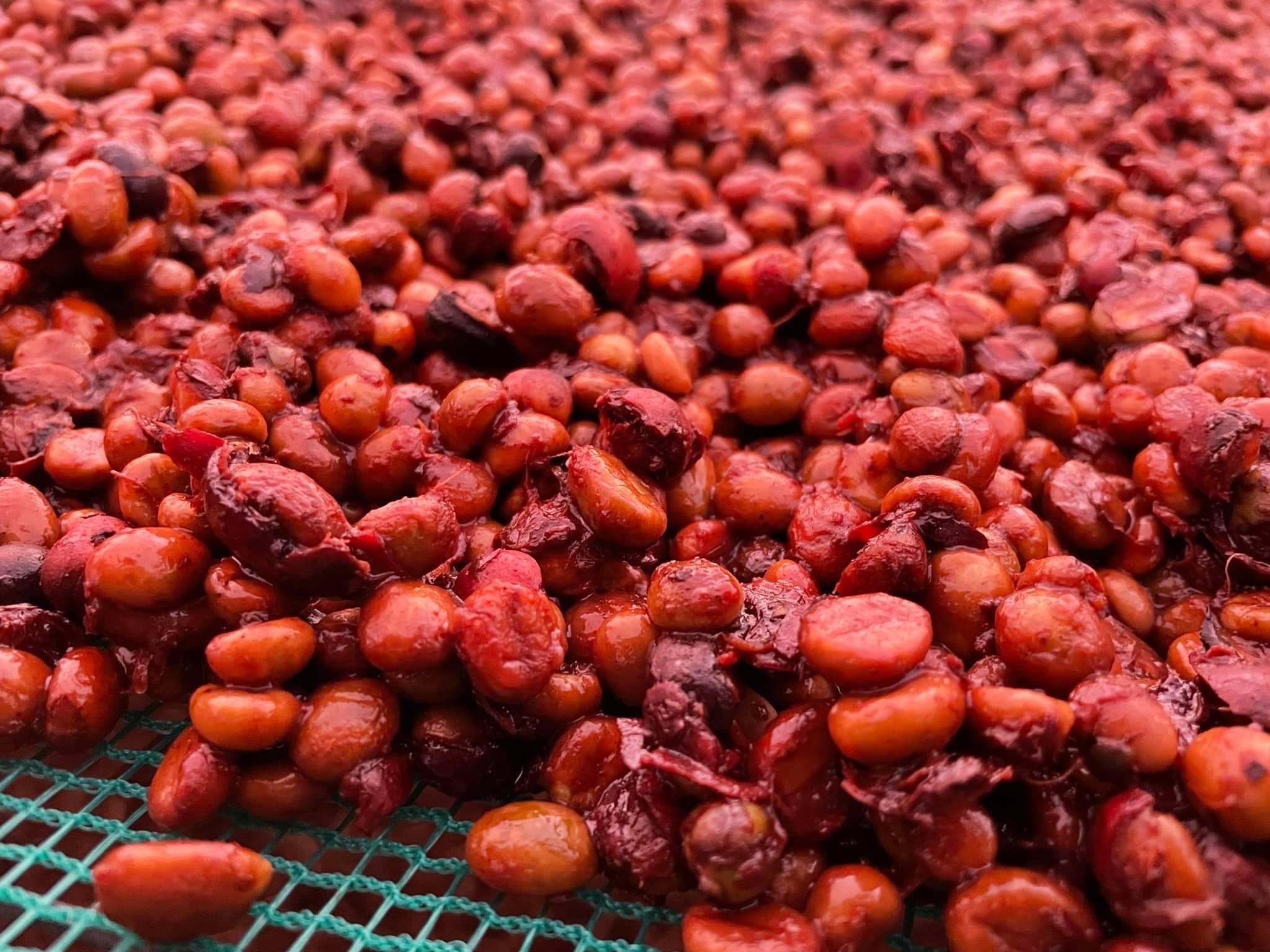 <span>VIETNAMESE COFFEE DARK ROAST</span> - Giải pháp túi lọc tiện dụng