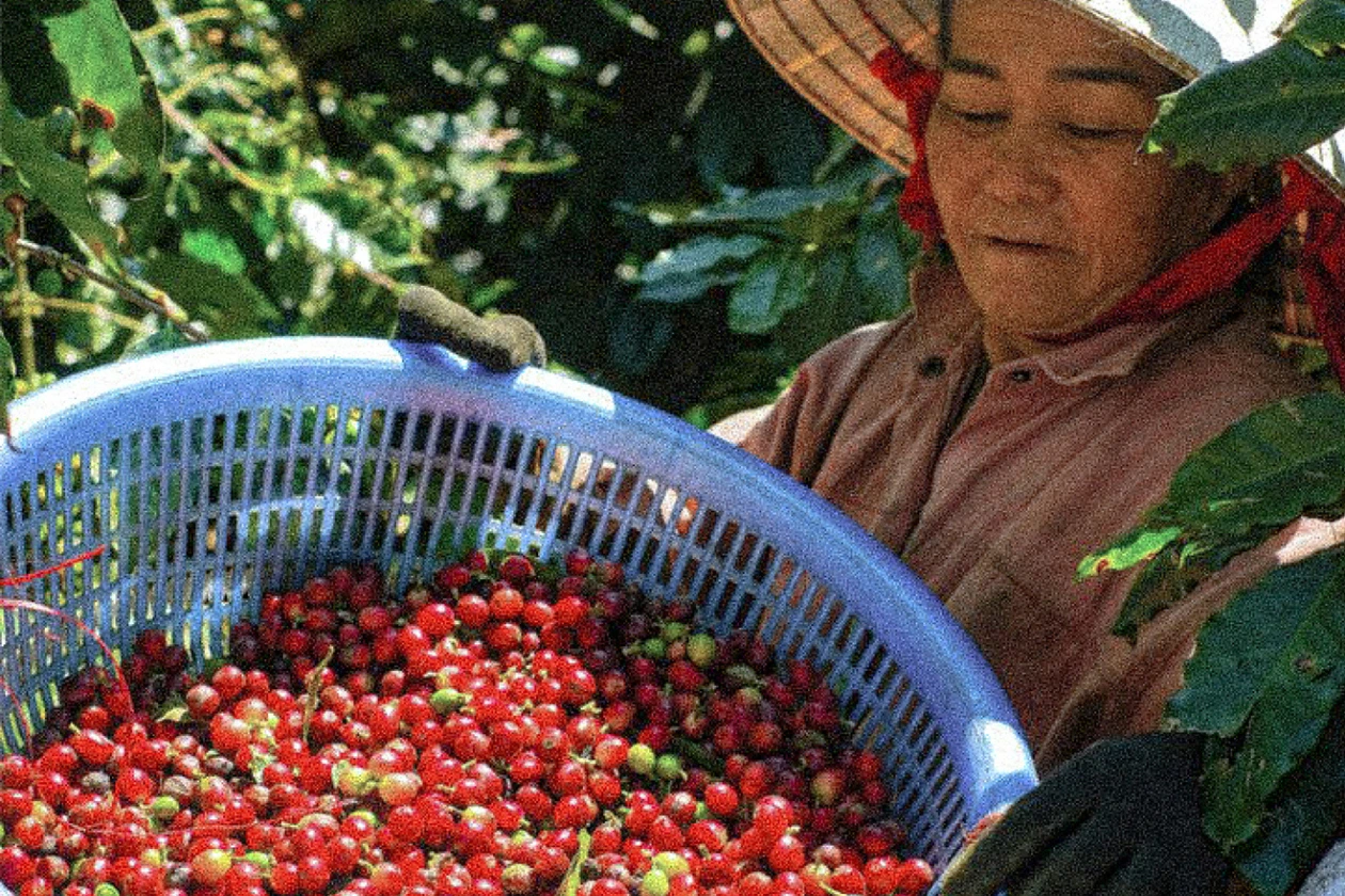 Thu hoạch cà phê cherry tại Việt Nam