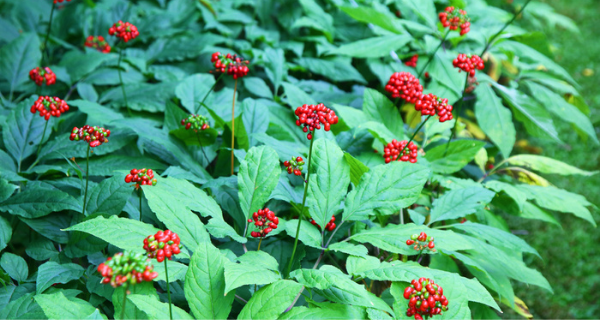 Quả nhân sâm có gì khác với củ nhân sâm ?