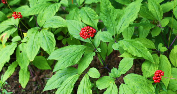 Quả nhân sâm Hàn Quốc và những điều có thể bạn chưa biết