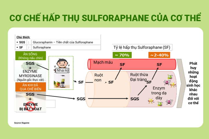 Cơ chế hấp thụ Sulforaphane của cơ thể?