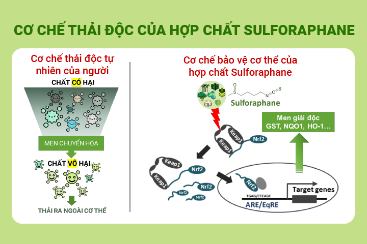 Cơ chế đào thải độc tố cơ thể của hợp chất Sulforaphane