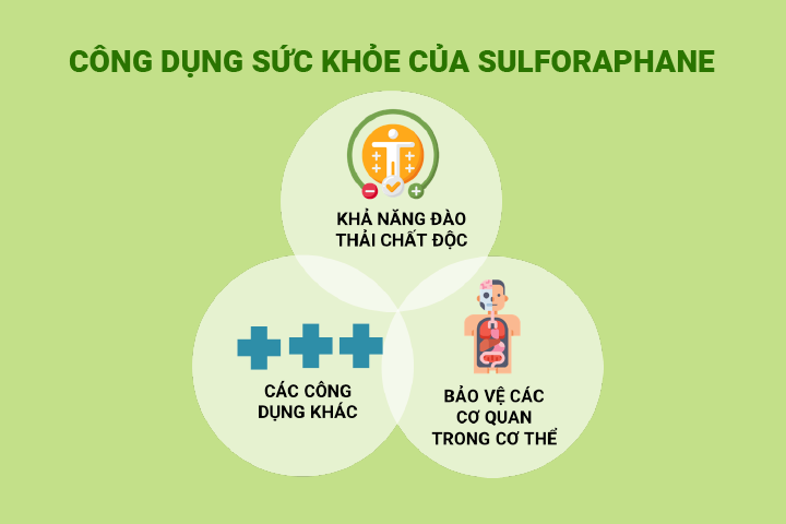 Sulforaphane và công dụng với sức khỏe