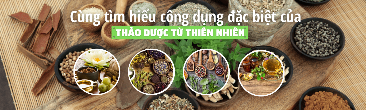 Thảo Dược 2B