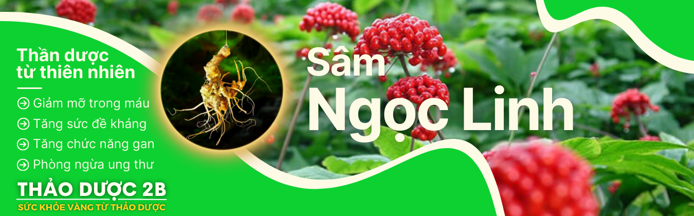 Sâm Ngọc Linh nổi bật