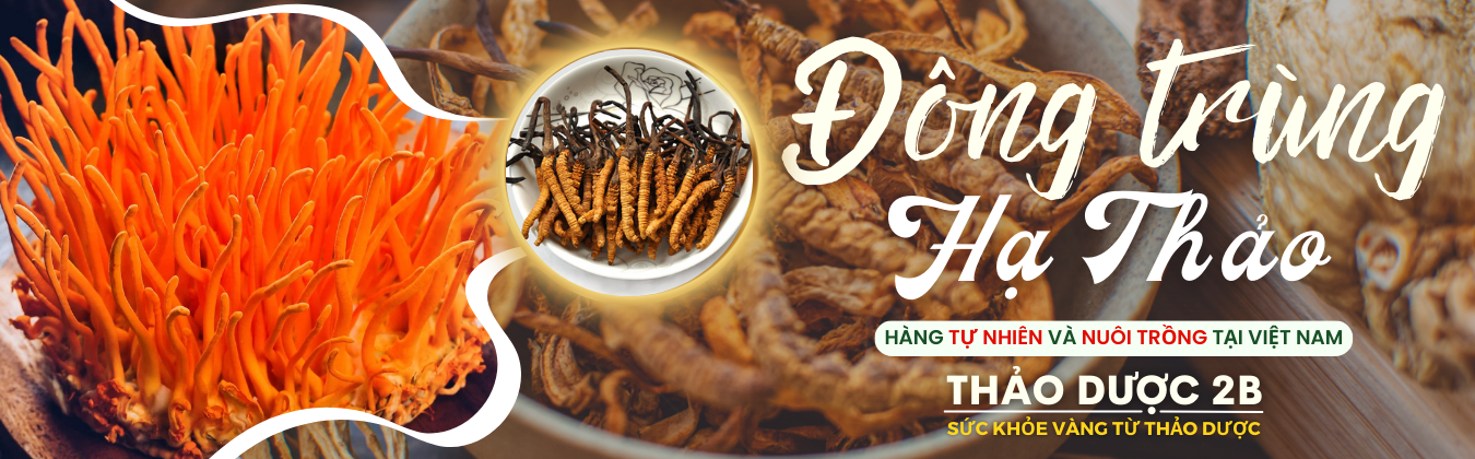 ĐÔNG TRÙNG HẠ THẢO