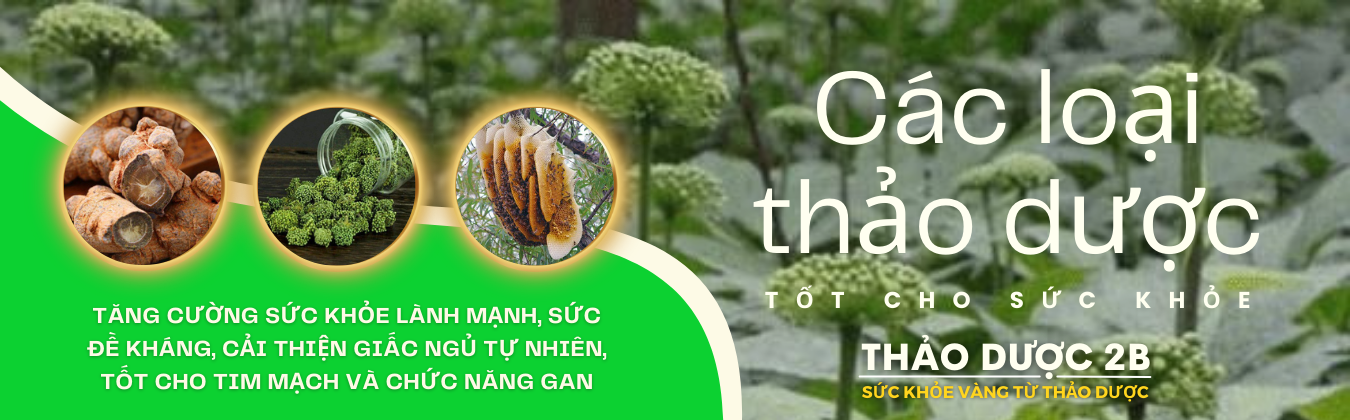 Thảo dược nổi bật