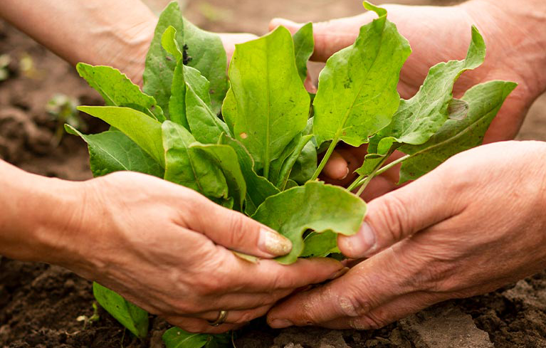 SẠCH TỪ TÂM VỚI THUẦN CHAY