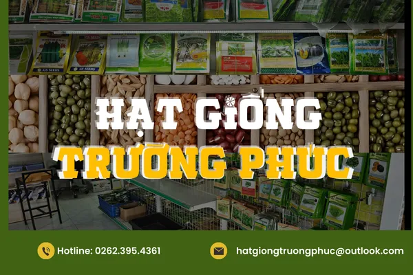 Hạt giống Trường Phúc