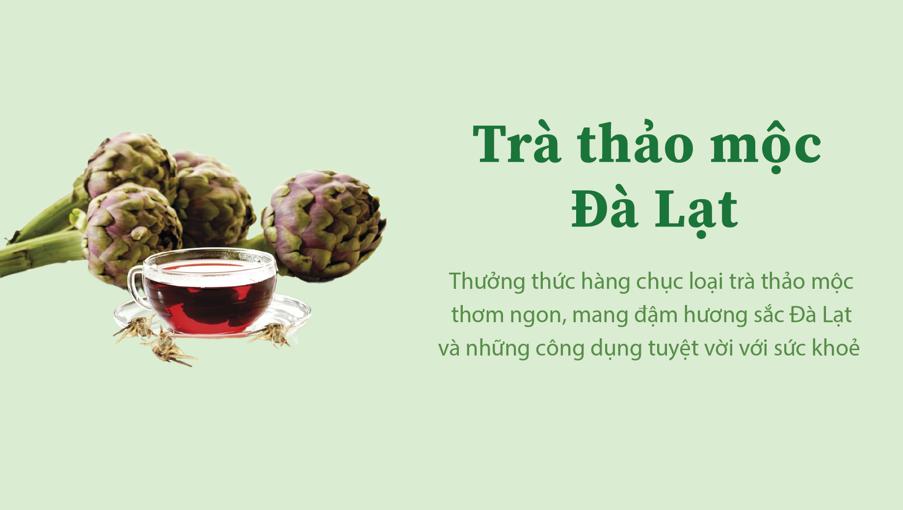 TRÀ THẢO MỘC ĐÀ LẠT