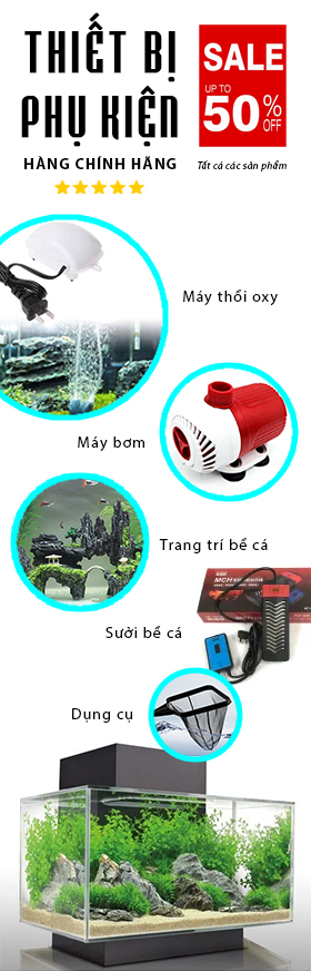 Thiết bị và phụ kiện