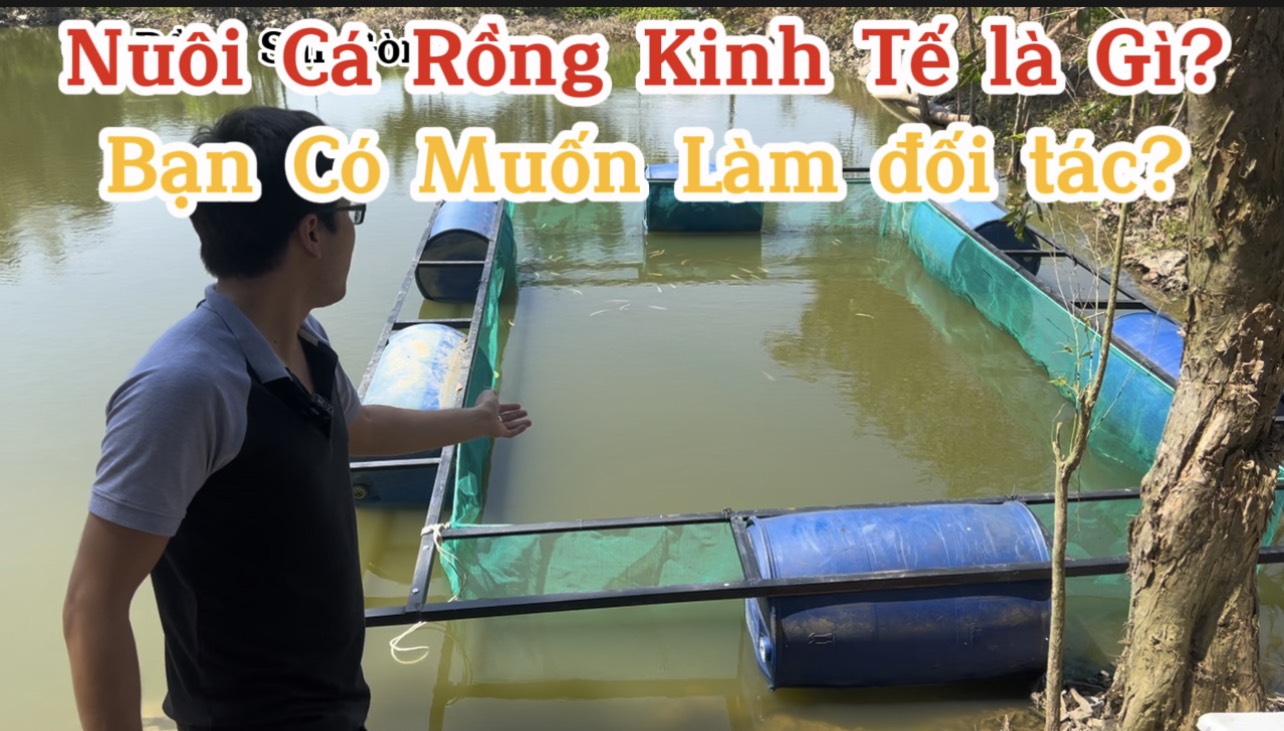 Cá Rồng Sài Gòn