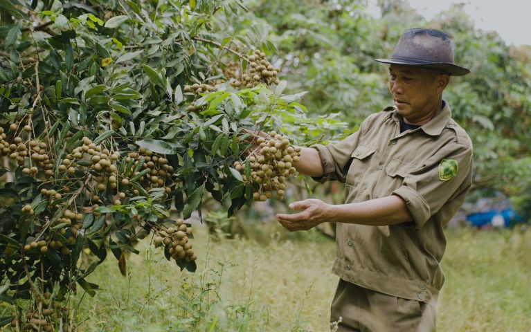 Nguyên liệu tươi từ vườn