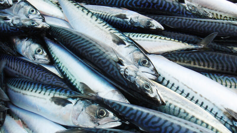 Pacific Mackerel
