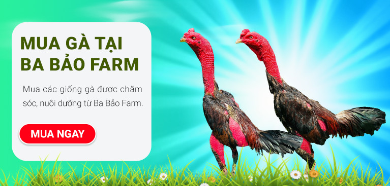 Gà Nòi Ba Bảo Bình Định: Tinh hoa chọi gà Việt Nam