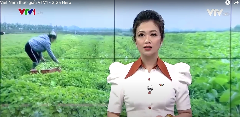 Việt Nam Thức Giấc