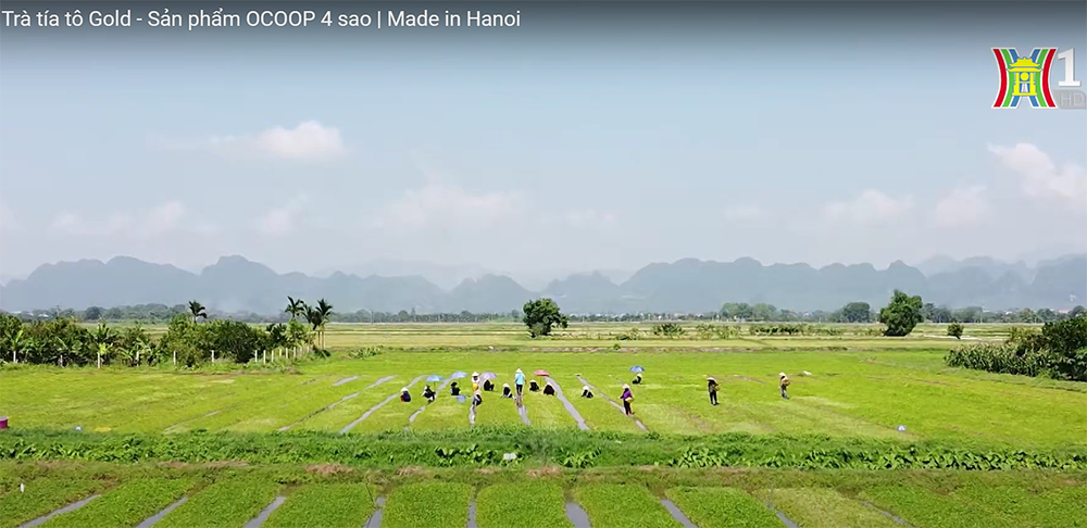 Trà tía tô Gold - Sản phẩm OCOOP 4 sao