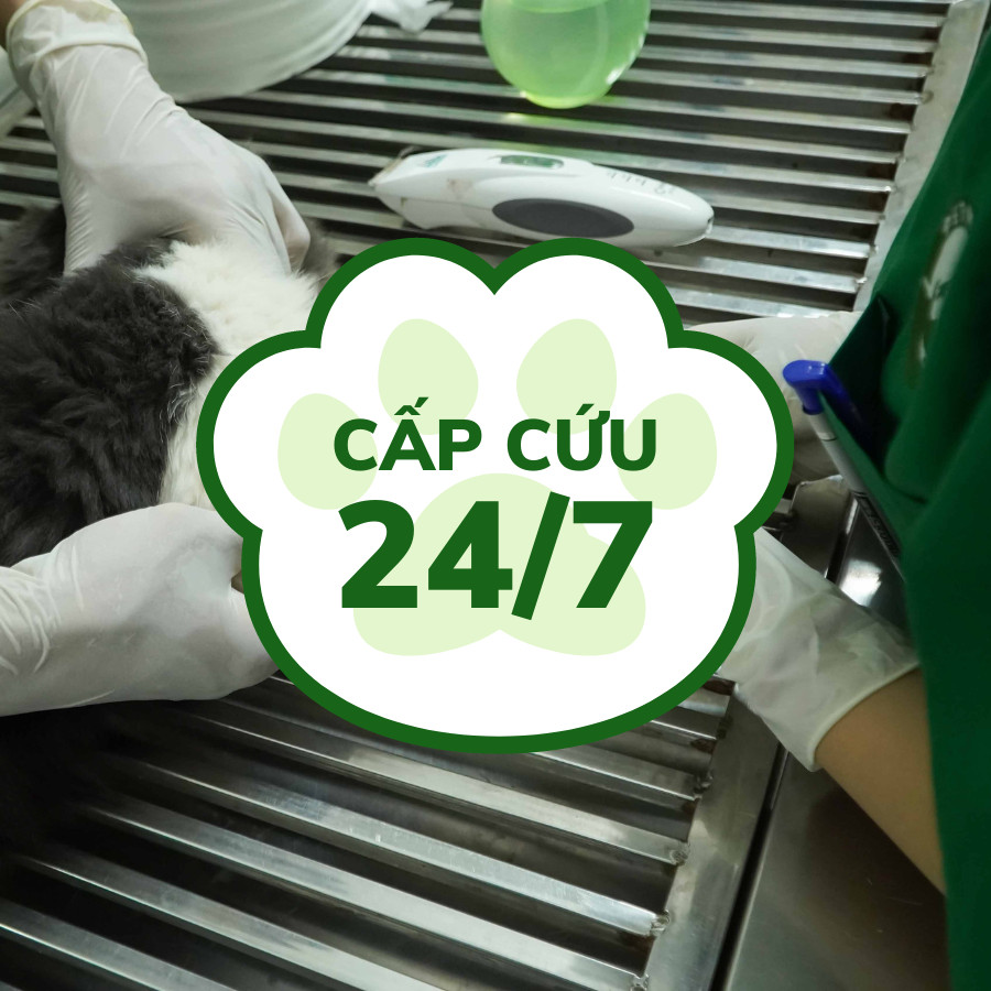 Cấp cứu 24/7