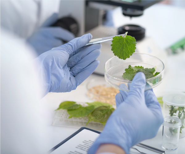 Herbal drug registration