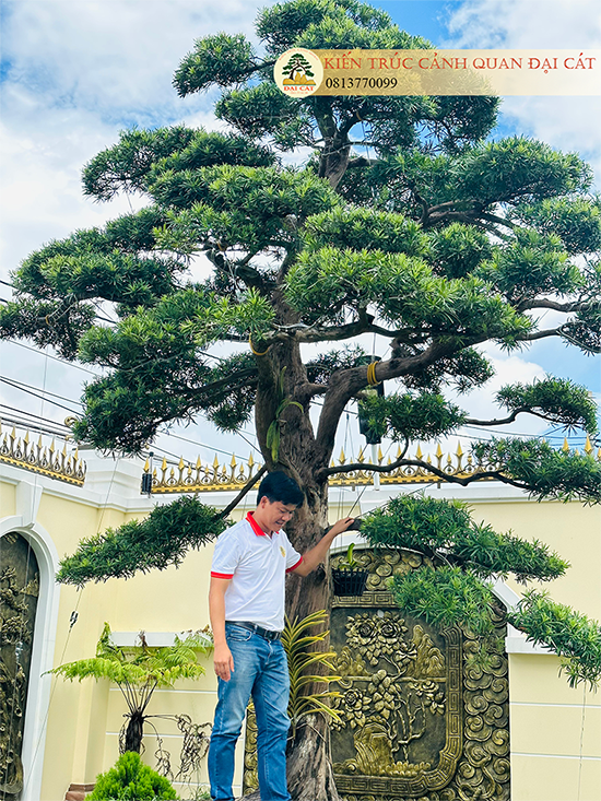 Cung cấp tùng Nhật