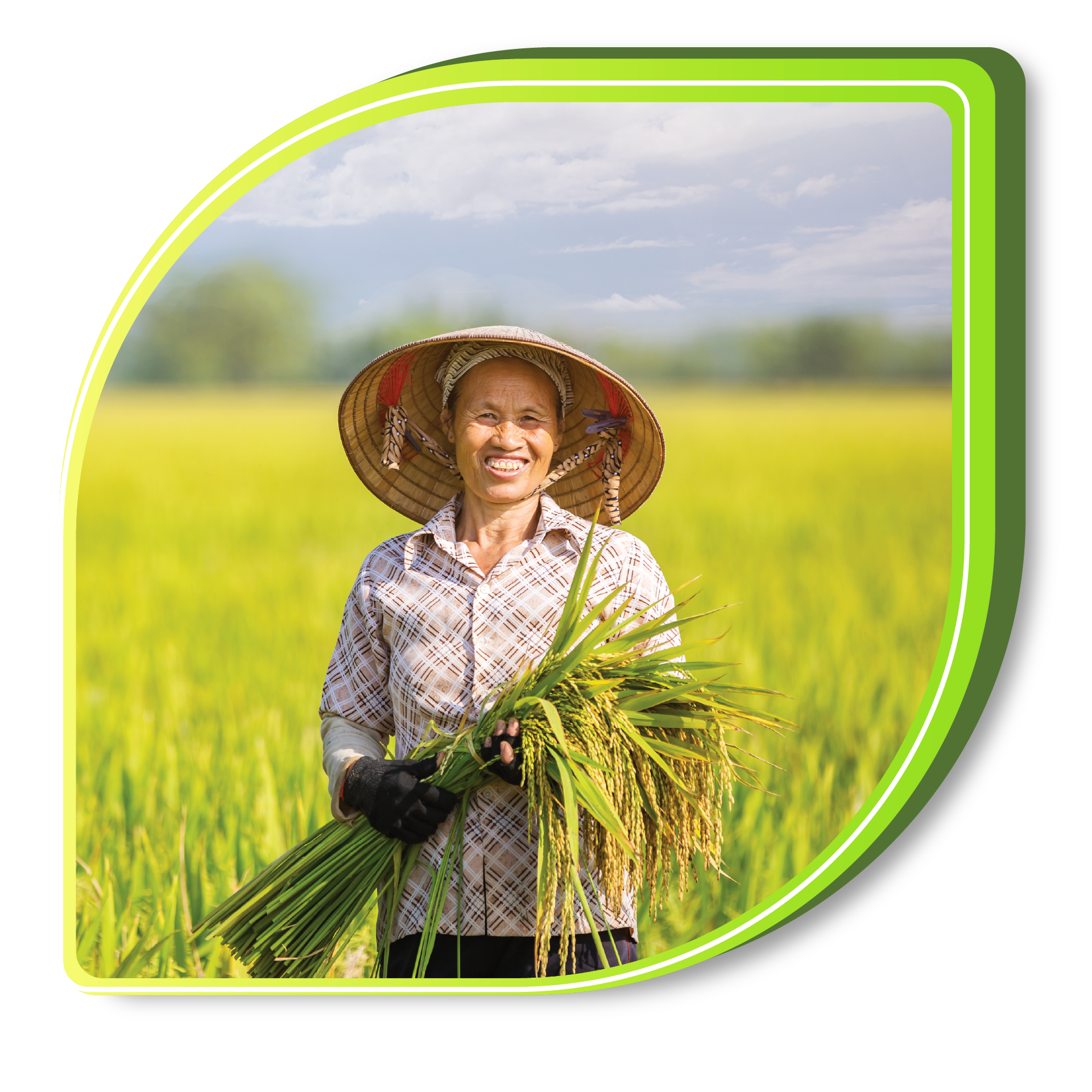 Nghiên cứu, sản xuất, kinh doanh giống cây trồng