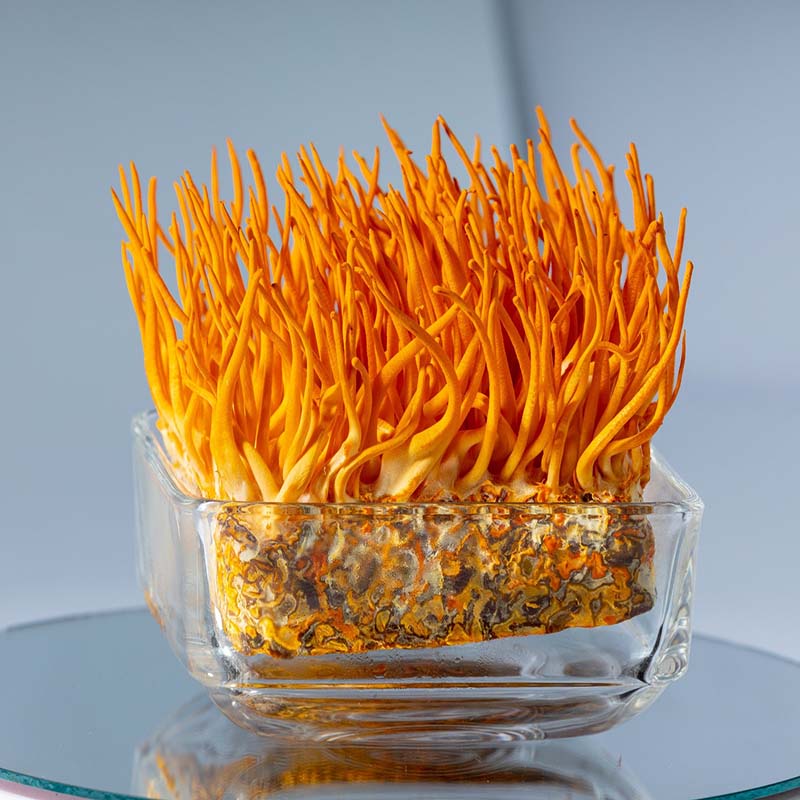 Đông trùng hạ thảo tươi