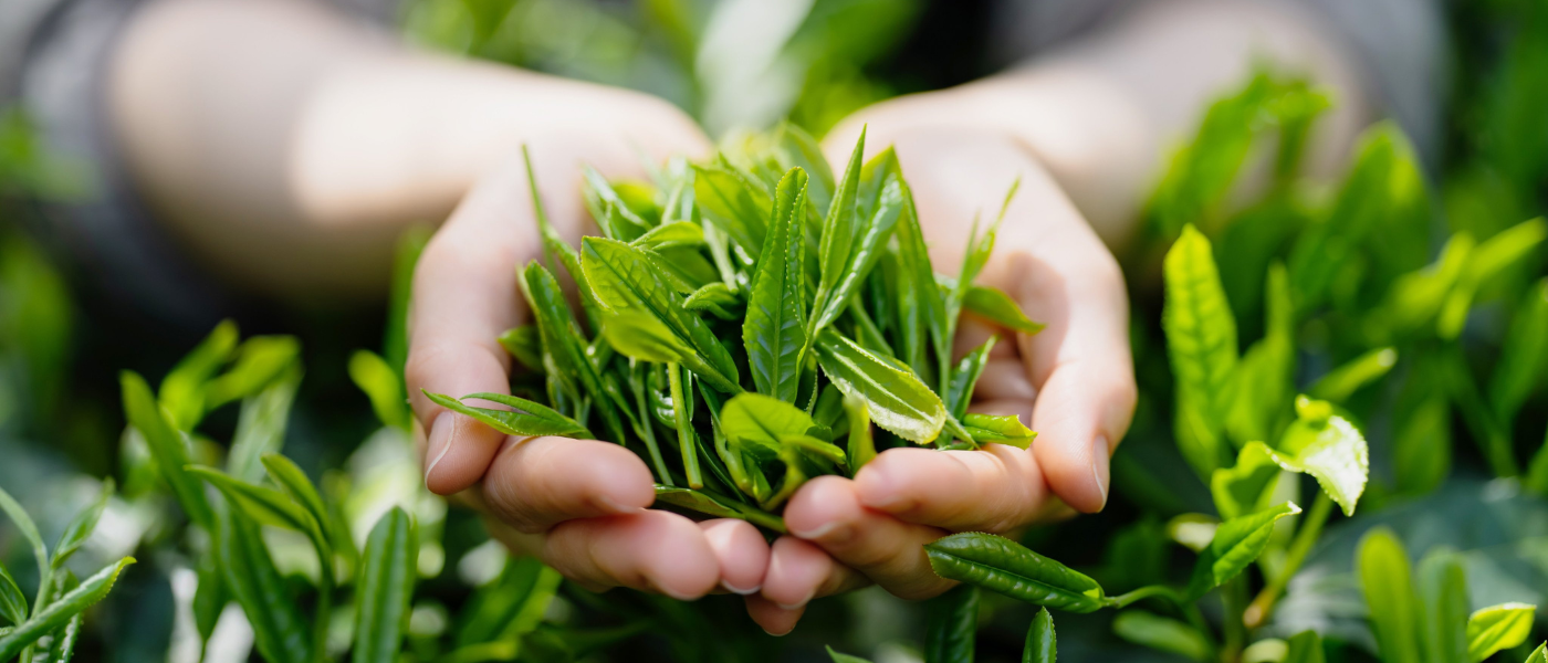 LAM DONG TEA JOINT STOCK COMPANY