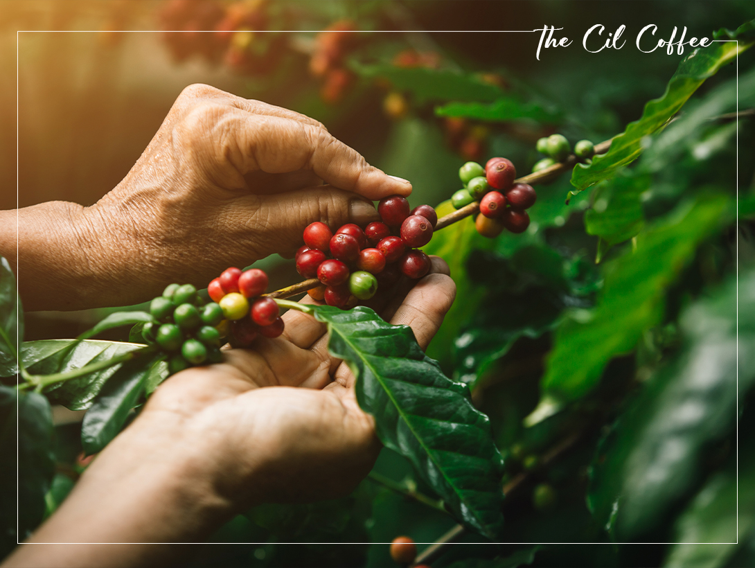 KHÁM PHÁ NÔNG TRẠI CỦA THE CIL COFFEE
