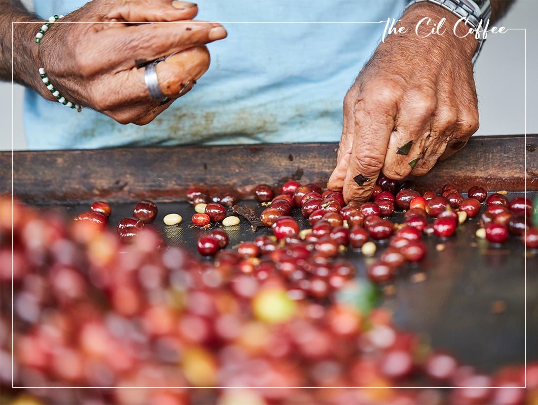 KHÁM PHÁ QUY TRÌNH CHẾ BIẾN CÀ PHÊ CỦA THE CIL COFFEE