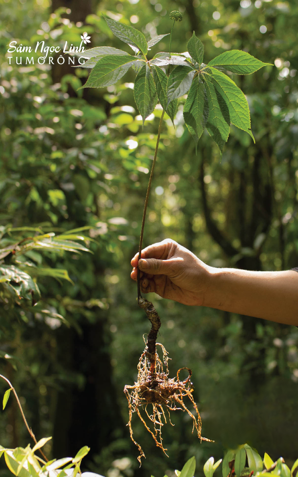 Tầm Nhìn và Sứ Mệnh 