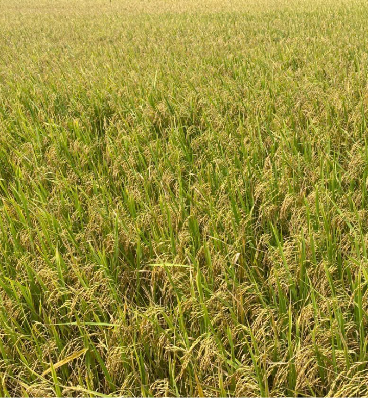 Gạo Ngon Sóc Trăng