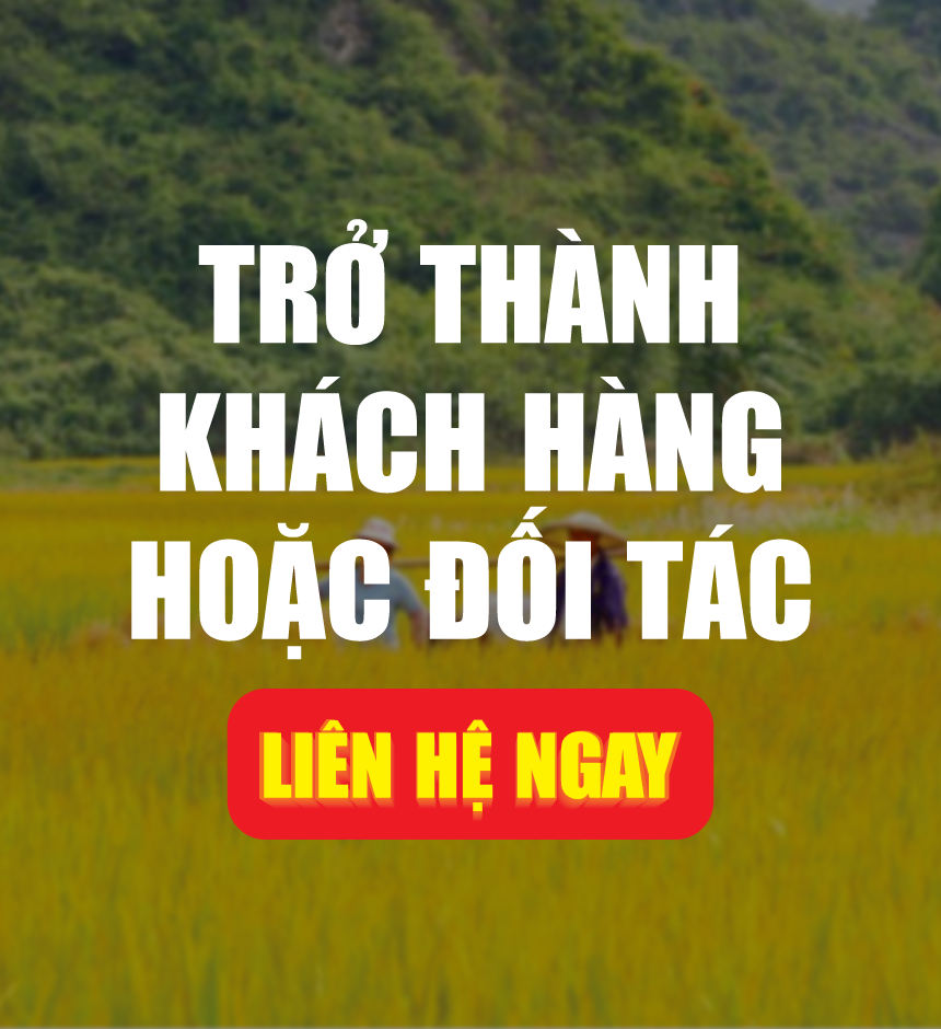 GẠO ÔNG DU